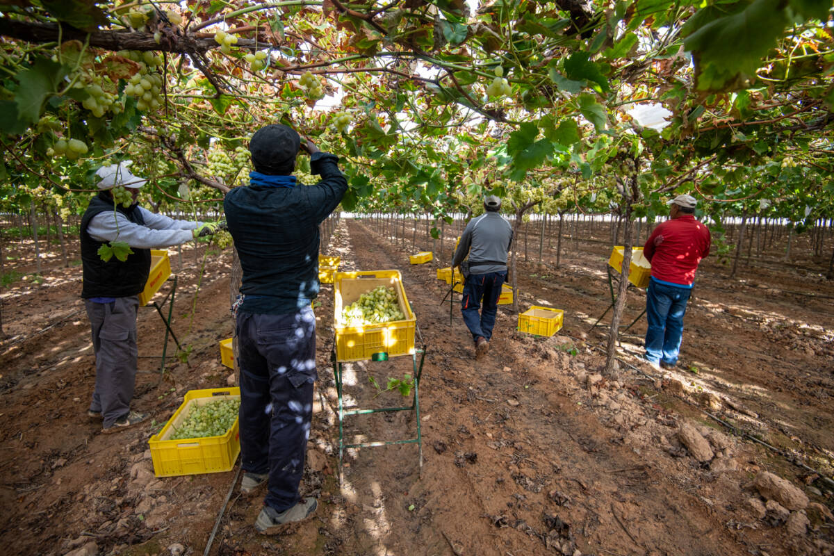 Trabajadores de la empresa cosechan las uvas